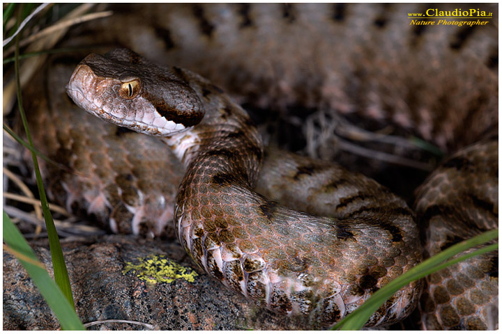 vipera aspis, fiori di montagna, fiori alpini in Alta Val d'Aveto